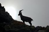 Concatenamento cime dal Rifugio Benigni: dal Pizzo Tre Signori al Monte Ponteranica il 26-27 settembre 2009  - FOTOGALLERY